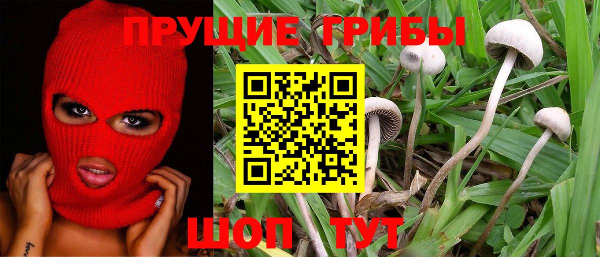 Галлюциногенные грибы Cubensis  Вход с VPN  Карачаевск 