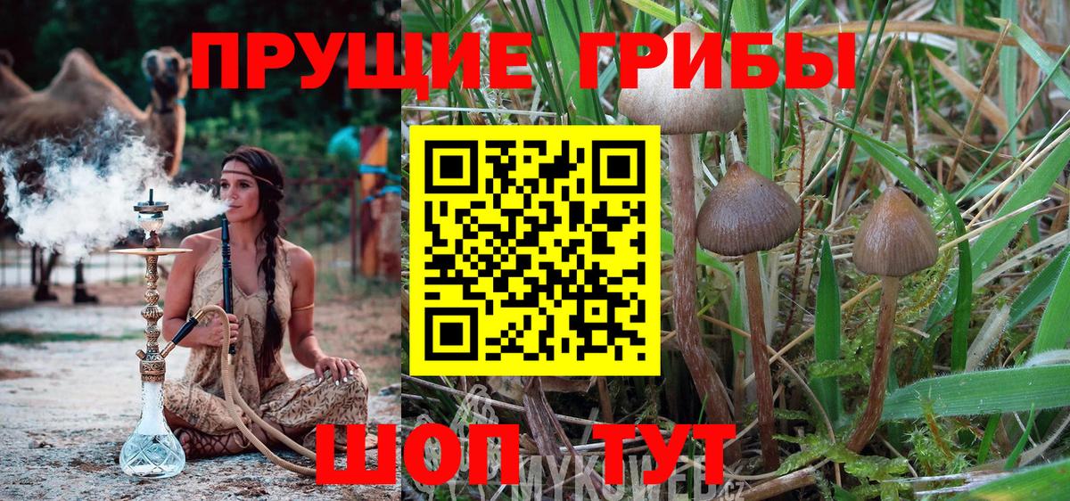 Галлюциногенные грибы Cubensis Карачаевск